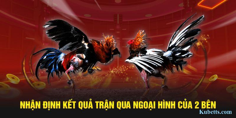 Đá Gà Campuchia – Giải Đấu Chiến Kê Kubet Thu Hút Nhiều Người Xem 3 Nhận định kết quả trận qua ngoại hình của 2 bên